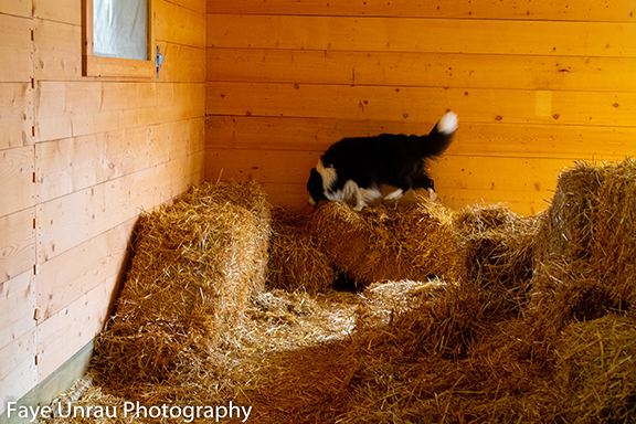 Beau Barn Hunt Champion